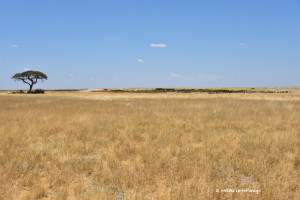 Weites Grasland in der Etosha